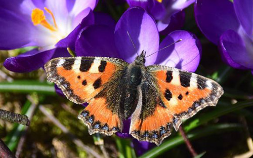 Nldens Takvinge, Aglais urticae . Hjortshj, Jylland, Danmark d. 2 april 2018. Fotograf; Hanne Christensen