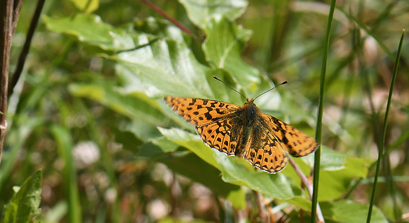 Rdlig Perlemorsommerfugl han. Store Bgeskov v. Gyrstinge S, Sjlland d. 12 Maj 2018. Fotograf; Troells Melgaard