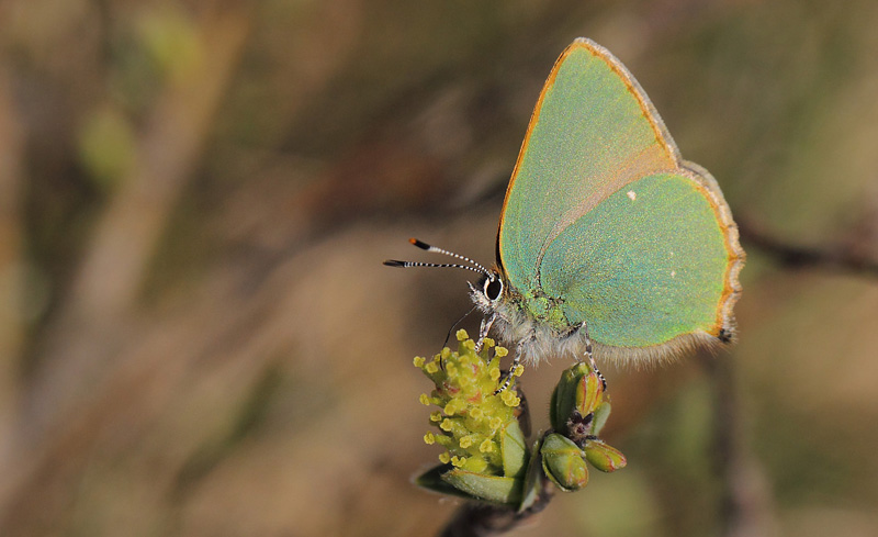 Grøn Busksommerfugl, Callophrys rubi han. Melby Overdrev, Nordsjælland d. 26 april 2018. Fotograf; Lars Andersen