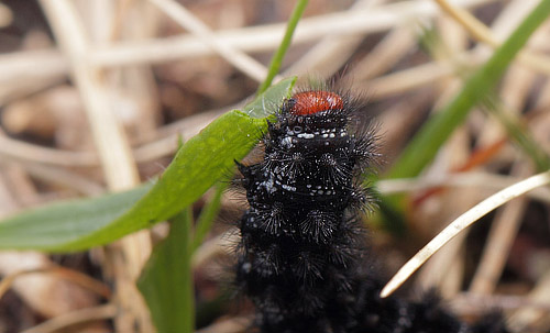 Okkergul Pletvinge, Melitaea cinxia larve. Melby Overdrev, Nordsjlland d. 26 april 2018. Fotograf; Lars Andersen