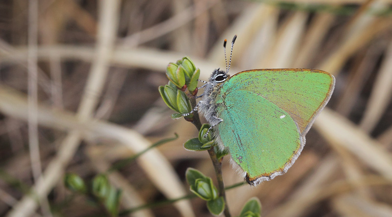 Grøn Busksommerfugl, Callophrys rubi. Melby Overdrev, Nordsjælland d. 27 april 2018. Fotograf; Lars Andersen