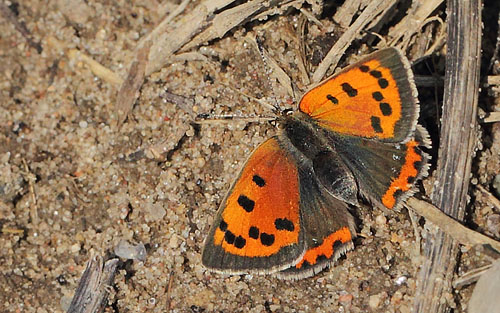 Lille Ildfugl, Lycaena plhaeas hun. Ulstrup, Rsns, Vestsjlland d. 2 maj 2018. Fotograf; Lars Andersen