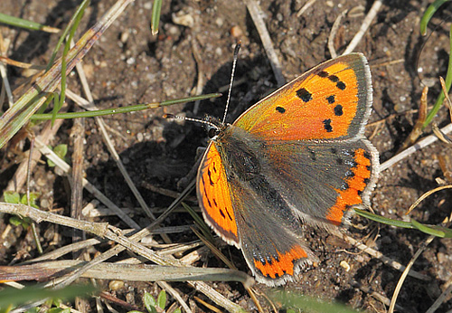 Lille Ildfugl, Lycaena plhaeas han. Ulstrup, Rsns, Vestsjlland d. 2 maj 2018. Fotograf; Lars Andersen