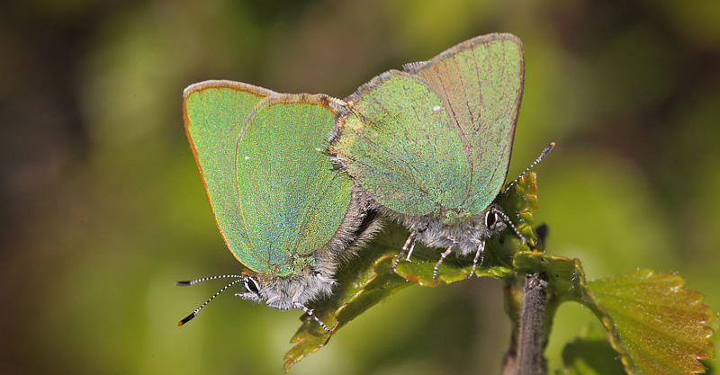 Grøn Busksommerfugl, Callophrys rubi. Melby Overdrev, Nordsjælland d. 29 april 2018. Fotograf; Lars Andersen