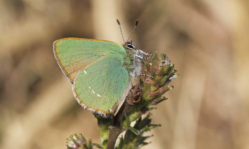 Grøn Busksommerfugl, Callophrys rubi. Melby Overdrev, Nordsjælland d. 29 april 2018. Fotograf; Lars Andersen