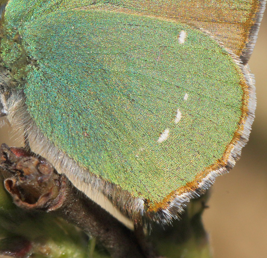 Grn Busksommerfugl, Callophrys rubi. Melby Overdrev, Nordsjlland d. 29 april 2018. Fotograf; Lars Andersen