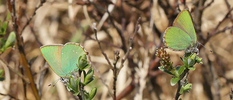 Grn Busksommerfugl, Callophrys rubi. Melby Overdrev, Nordsjlland d. 29 april 2018. Fotograf; Lars Andersen