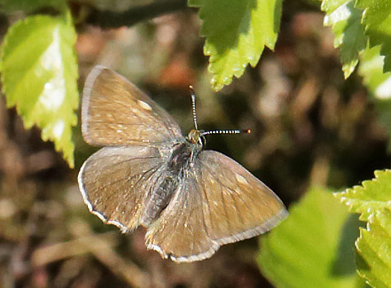 Grøn Busksommerfugl, Callophrys rubi. Melby Overdrev, Nordsjælland d. 29 april 2018. Fotograf; Lars Andersen