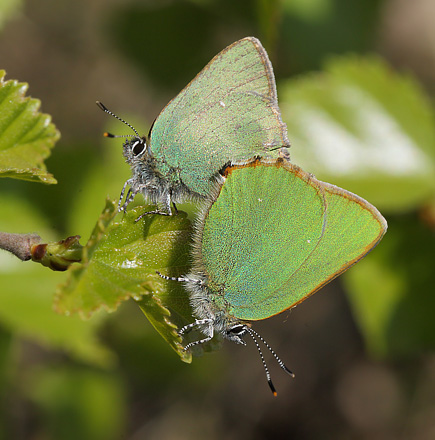 Grn Busksommerfugl, Callophrys rubi. Melby Overdrev, Nordsjlland d. 29 april 2018. Fotograf; Lars Andersen