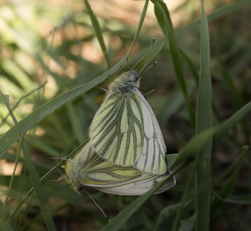 Grnret Klsommerfugl parring. Asserbo, Nordsjlland d. 29 april 2018. Fotograf; Lars Andersen