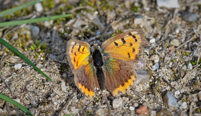 Lille Ildfugl, Lycaena phlaeas han. Nordstrand, Nykbing S., Odsherred d. 17 oktober 2018. Fotograf; Peter Mllmann