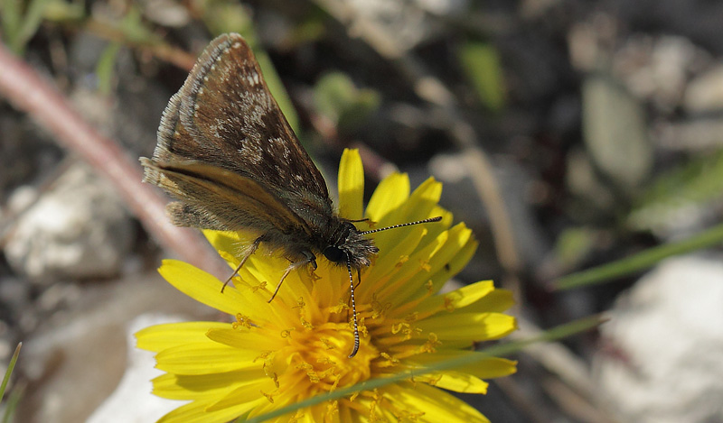 Grbndet Bredpande, Erynnis tages han. Melby Overdrev d. 13 maj 2018. Fotograf: Lars Andersen