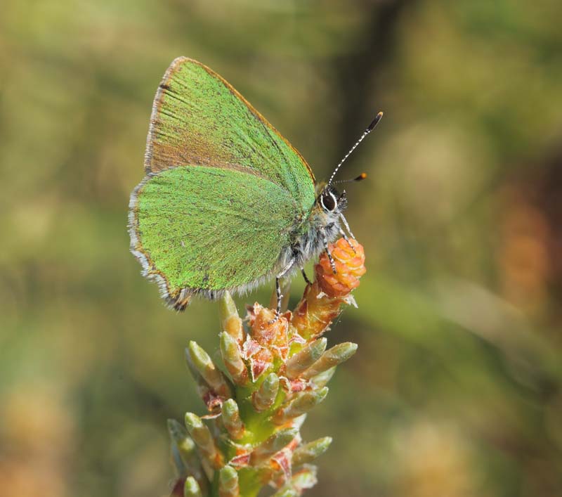 Grøn Busksommerfugl, Callophrys rubi han. Melby Overdrev, Nordsjælland d. 14 maj 2018. Fotograf; Lars Andersen