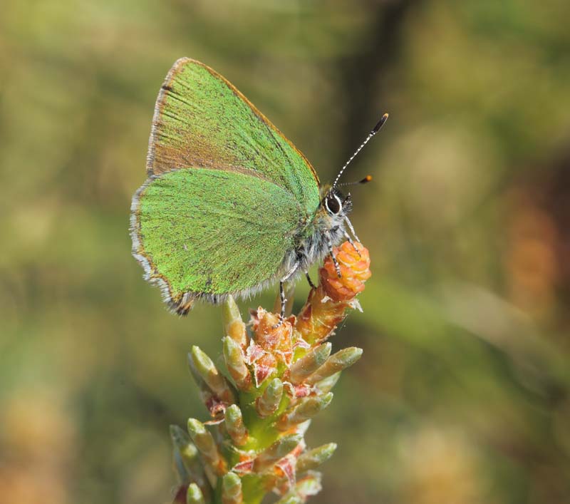 Grn Busksommerfugl, Callophrys rubi han. Melby Overdrev, Nordsjlland d. 14 maj 2018. Fotograf; Lars Andersen