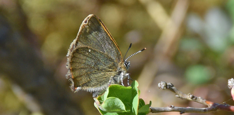 Grøn Busksommerfugl, Callophrys rubi ssp. nordlandica (Strand, 1901). Bølleljungen, Asserbo Plantage, Nordsjælland, Danmark d. 9 maj 2018. Fotograf; Birgitte Rühmann