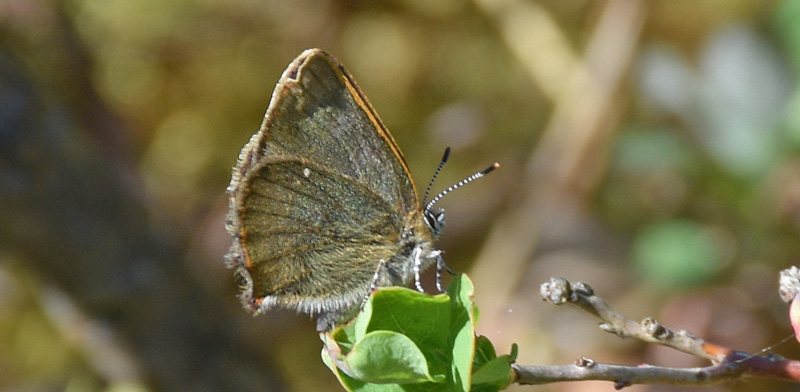 Grn Busksommerfugl, Callophrys rubi ssp. nordlandica (Strand, 1901). Blleljungen, Asserbo Plantage, Nordsjlland, Danmark d. 9 maj 2018. Fotograf; Birgitte Rhmann