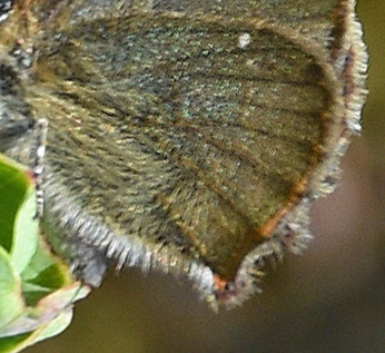 Grn Busksommerfugl, Callophrys rubi ssp. nordlandica (Strand, 1901). Blleljungen, Asserbo Plantage, Nordsjlland, Danmark d. 9 maj 2018. Fotograf; Birgitte Rhmann