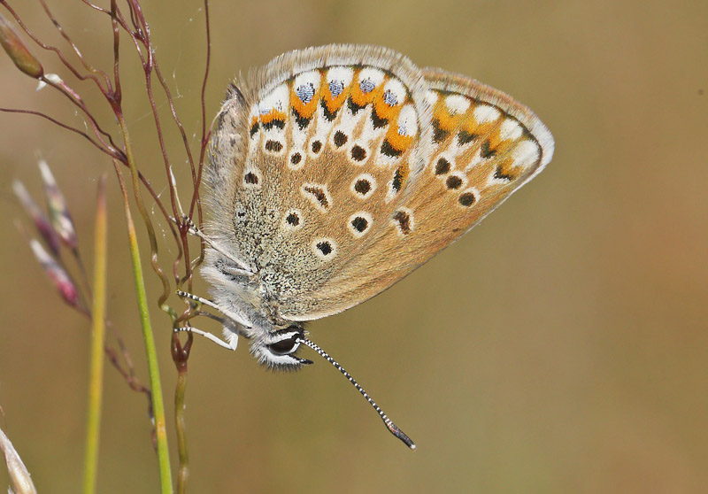 Argusblfugl, Plebejus argus hun. Rveskiftet, Horneby, Nordsjlland d. 3  juni  2018. Fotograf; Lars Andersen