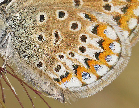 Argusblåfugl, Plebejus argus hun. Ræveskiftet, Horneby, Nordsjælland d. 3 juni 2018. Fotograf; Lars Andersen