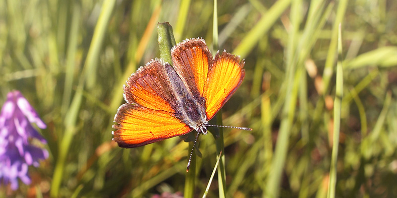 Violetrandet Ildfugl, Lycaena hippothoe han. Nrrevangssletten, Birkerd, Nordsjlland d. 6 juni 2018. Fotograf; Lars Andersen