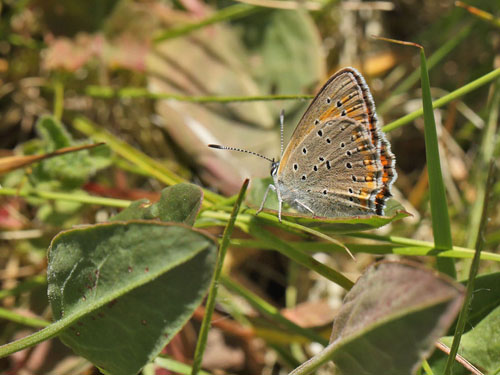 Violetrandet Ildfugl, Lycaena hippothoe hun. Dumpedalen, Birkerd, Nordsjlland d. 6 juni 2018. Fotograf; Lars Andersen