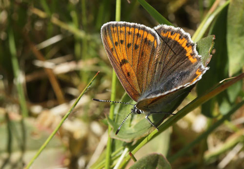 Violetrandet Ildfugl, Lycaena hippothoe hun. Dumpedalen, Birkerd, Nordsjlland d. 6 juni 2018. Fotograf; Lars Andersen