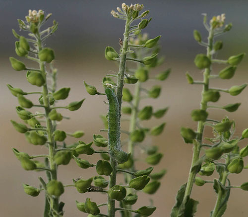 Aurora, Anthocharis cardamines larver p Salomons Lysestage, Lepidium campestre.  Ullerslev St. Fyn, Danmark d. 8 juni 2018. Fotograf; Lars Andersen