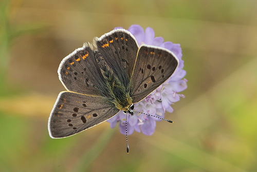 Sort Ildfugl, Lycaena tityrus han.  Bt Dige ved Bt Plantage. Falster d. 13 juli 2018. Fotograf: Lars Andersen 