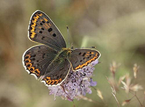 Sort Ildfugl, Lycaena tityrus hun.  Bt Dige ved Bt Plantage. Falster d. 13 juli 2018. Fotograf: Lars Andersen 