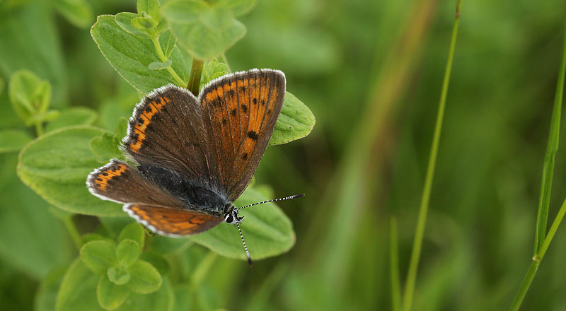 Violetrandet Ildfugl, Lycaena hippothoe hun. Birkerd, Nordsjlland d. 14  juni 2018. Fotograf; Lars Andersen