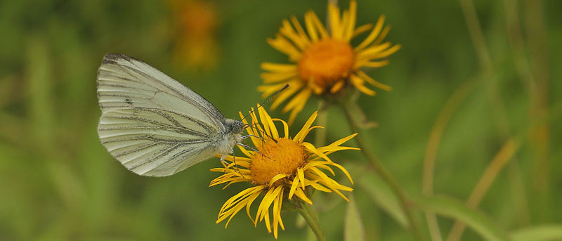 Grønåret Kålsommerfugl, Pieris napi. Amager Fælled, Amager d. 12 juli 2018. Fotograf; Lars Andersen