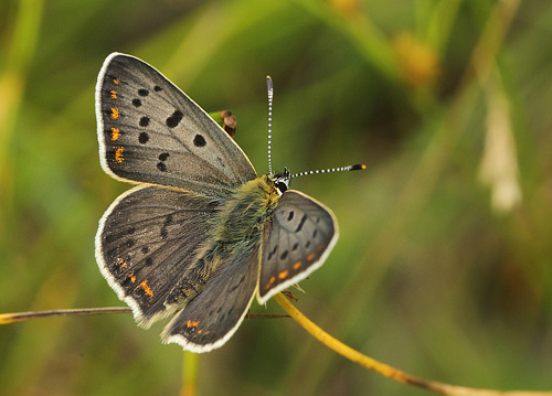 Sort Ildfugl, Lycaena tityrus han.  Bt Dige ved Bt Plantage. Falster d. 13 juli 2018. Fotograf: Lars Andersen 