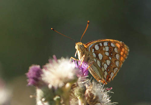 Skovperlemorsommerfugl, Fabriciana adippe hun. Gunderup Kohave, Stevns, Sjlland d. 13 juli 2018. Fotograf; Lars Andersen