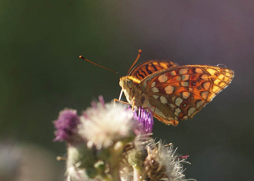 Skovperlemorsommerfugl, Fabriciana adippe hun. Gunderup Kohave, Stevns, Sjlland d. 13 juli 2018. Fotograf; Lars Andersen