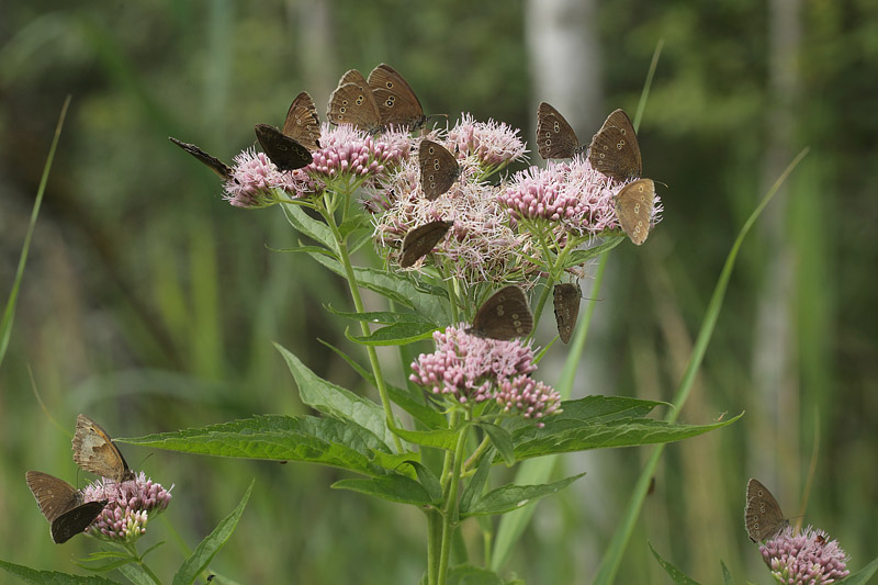 Engrandje, Aphantopus hyperantus. Pinseskoven, Amager d. 15 juli 2018. Fotograf; Lars Andersen