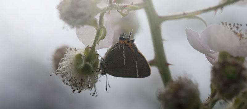 Det Hvide W, Satyrium w-album. Amager Flled, Amager, Danmark d. 16 juni 2018. Fotograf; Lars Andersen