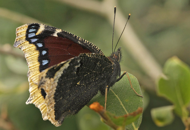 Srgekbe, Nymphalis antiopa. Pinseskoven d. 15 juli  2018. Fotograf; Lars Andersen