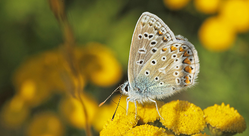 Almindelig Blåfugl, Polyommatus icarus han hungerform. Nørrevangsletten, Birkerød, Nordsjælland d. 19 juli 2018. Fotograf; Lars Andersen