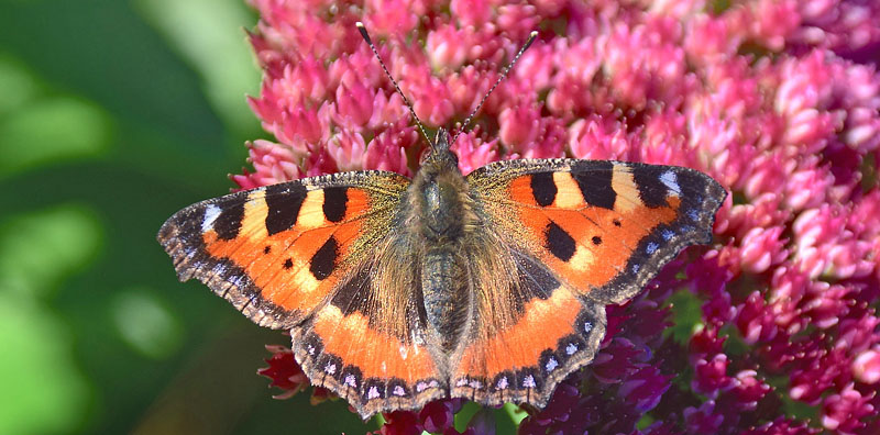 Nldens Takvinge, Aglais urticae p Rd Sankthansurt, Hylotelephium telephium. Hjortshj, Jylland, Danmark d. 10 oktober 2018. Fotograf; Hanne Christensen