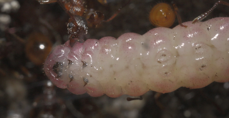 Korttornet Stikmyre, Myrmica rubra og Ensianblfugl, Phengaris alcon. Fulgsang, Ls juni 2018. Findere: David Nash og Adam Schmedes.  Korttornet Stikmyre, Myrmica rubra med Ensianblfugl 2 rig larve. Tisvildeleje d. 12  november -2018. Fotograf: Lars Andersen