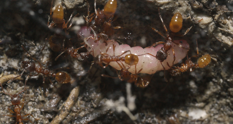 Korttornet Stikmyre, Myrmica rubra og Ensianblfugl, Phengaris alcon. Fulgsang, Ls juni 2018. Findere: David Nash og Adam Schmedes.  Korttornet Stikmyre, Myrmica rubra med Ensianblfugl 2 rig larve. Tisvildeleje d. 12  november -2018. Fotograf: Lars Andersen