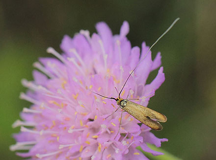 Blhat-Langhornsml, Nemophora metallica. Udsigten, Tibirke Bakker, Nordsjlland d. 29 august 2018. Fotograf; Lars Andersen