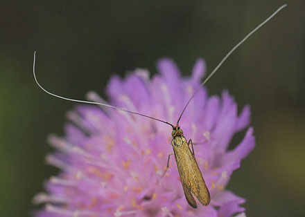 Blåhat-Langhornsmøl, Nemophora metallica. Udsigten, Tibirke Bakker, Nordsjælland d. 29 august 2018. Fotograf; Lars Andersen