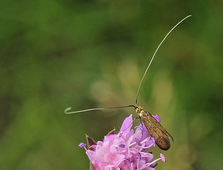 Blåhat-Langhornsmøl, Nemophora metallica. Udsigten, Tibirke Bakker, Nordsjælland d. 29 august 2018. Fotograf; Lars Andersen