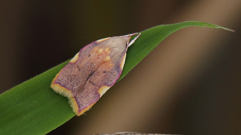 Ege-Prydvinge, Carcina quercana. Arrenakke, Nordsjlland d. 20 september 2018. Fotograf; Lars Andersen. 