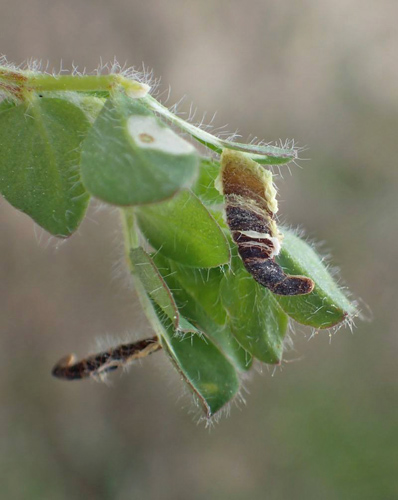 Coleophora discordella. Voderup Klint, r d. 10 maj 2018. Fotograf; Linda Kjr-Thomsen