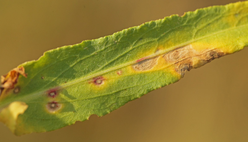 Syredvrgml, Enteucha acetosae bladminer p Almindelig Syre, Rumex acetosa. Nygaard, Jgerspris velsesterrn, Hornsherred d. 6 november 2018. Fotograf; Lars Andersen