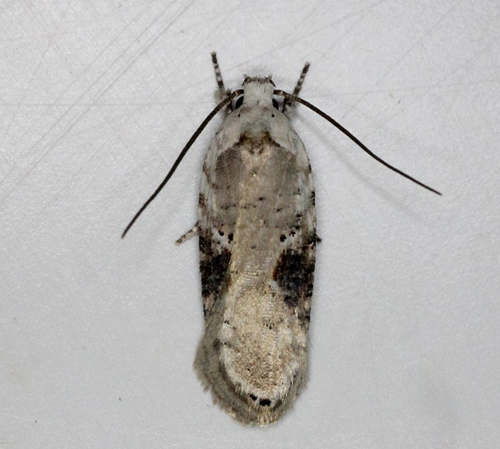 Agonopterix alstromeriana. Bjerget, Lolland d. 7 august 2018. Fotograf; Claus Grahndin