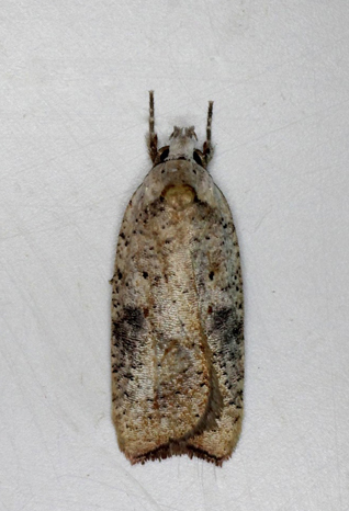 Agonopterix nervosa. Bjerget, Lolland d. 3 september 2018. Fotograf; Claus Grahndin