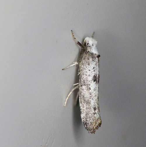 Paraswammerdamia albicapitella. Bjerget, Lolland d. 4 september 2018. Fotograf; Claus Grahndin